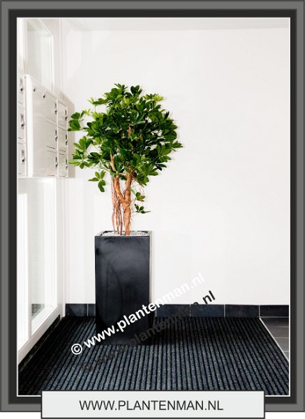 schefflera umbrella 140 cm. in bouvy